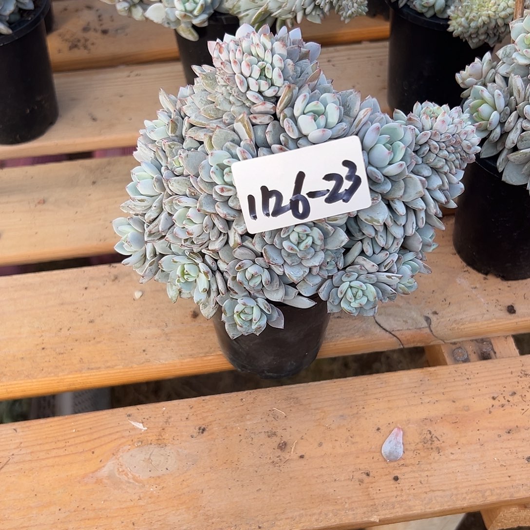 鼓***喵1126-23星星橙缀化多肉