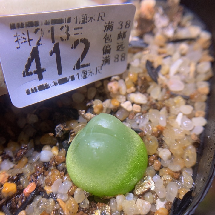 精品生石花213.412