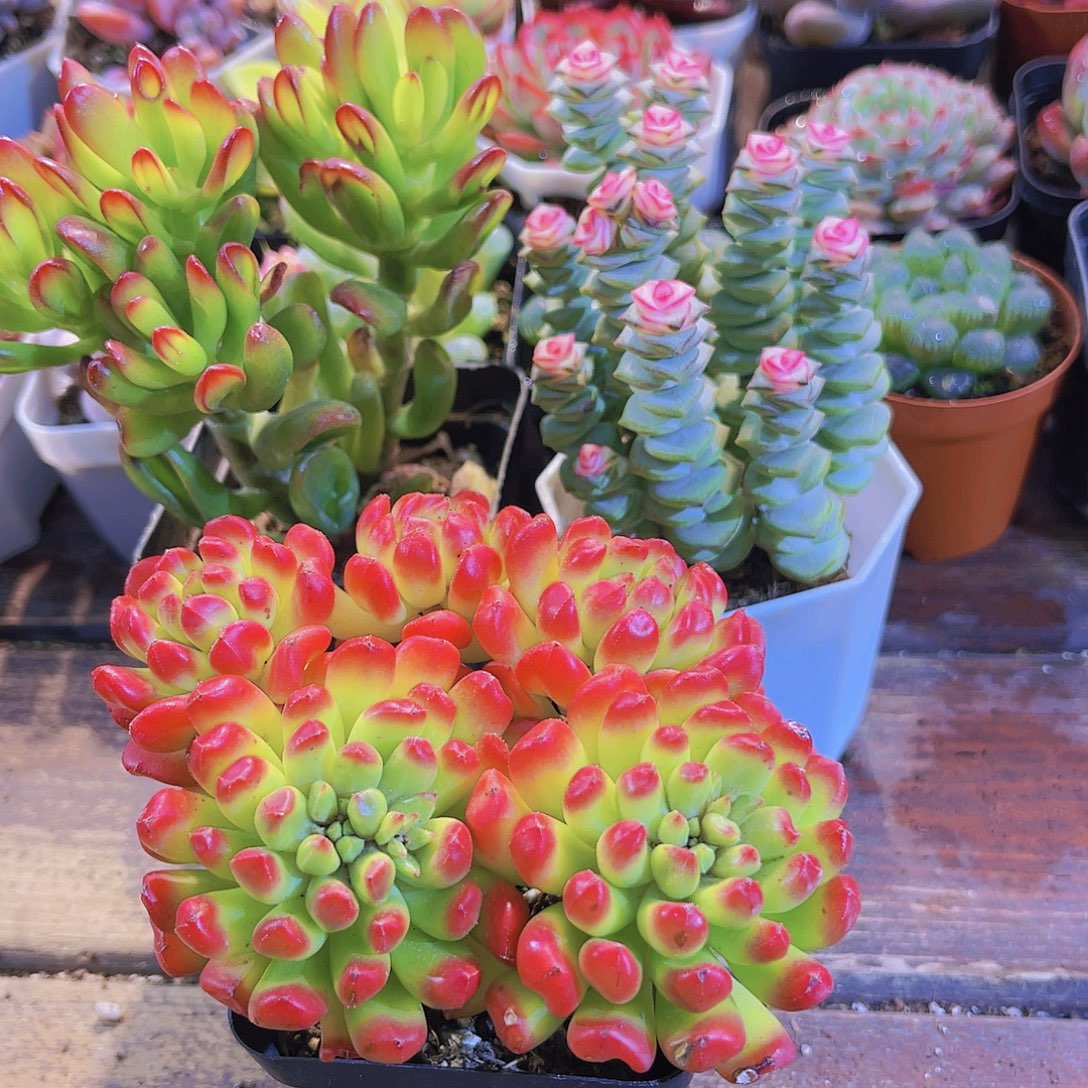 招财猫➕钱串锦➕红灯笼