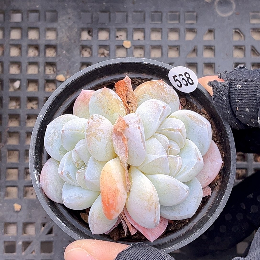 568  冰雕珍妮多肉