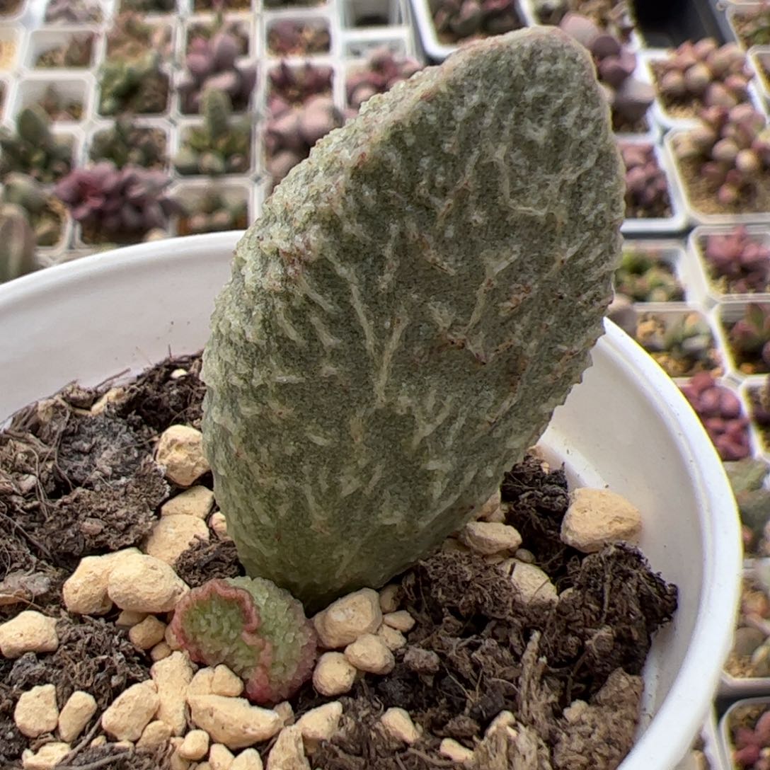 假猪肝多肉植物水泡