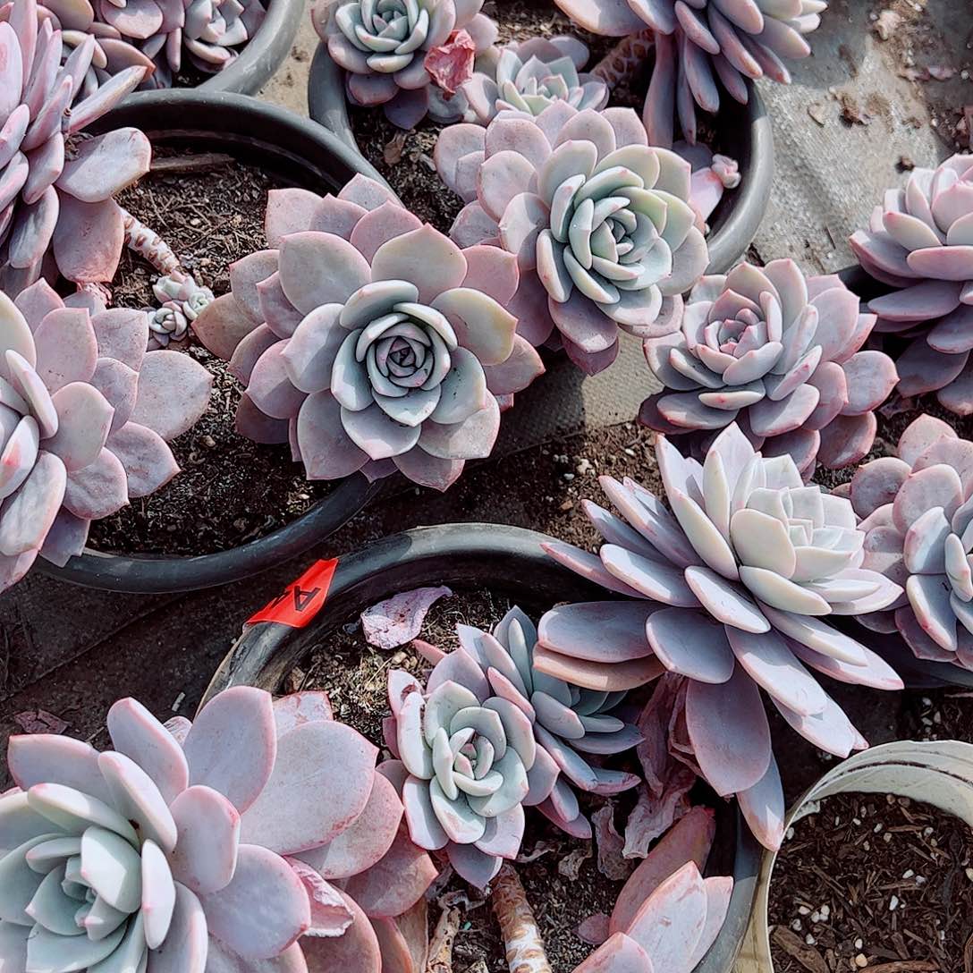 红茶多头群生老桩特价精品