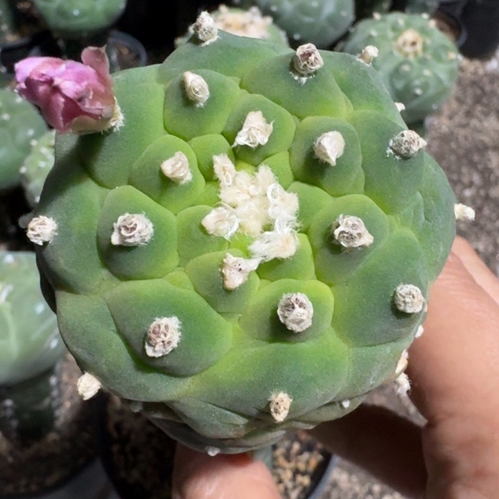 捡漏苗接仙人球6公分