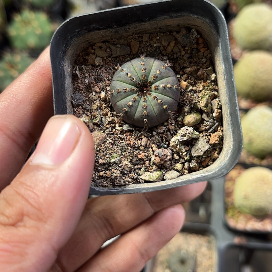 艳姬士童单头发货单头