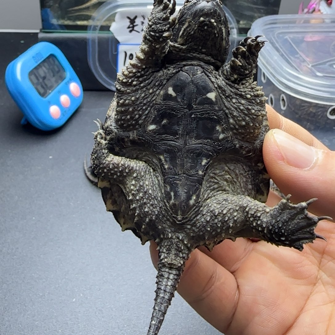 晚****宠物龟公母搭配人工养殖宠物龟