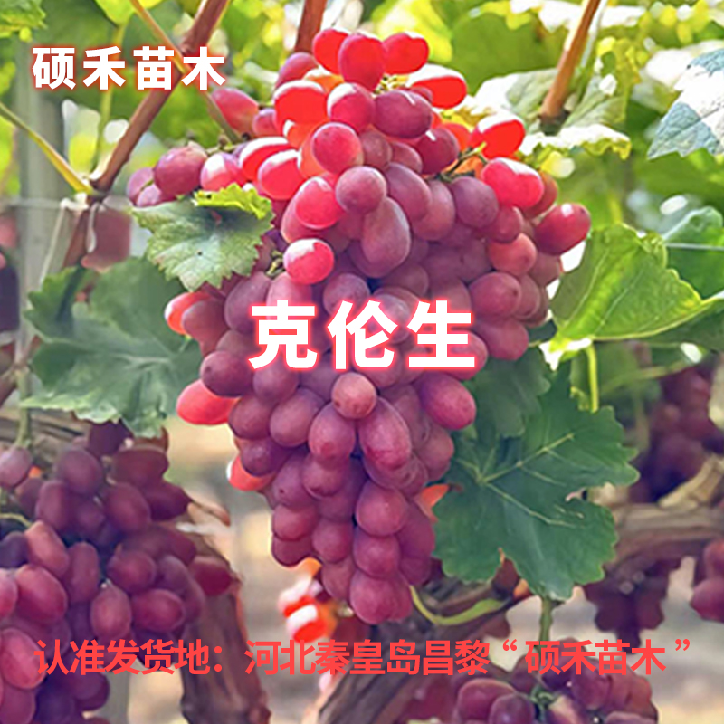 克伦生葡萄苗（夏黑根系嫁接苗）【满29包邮】