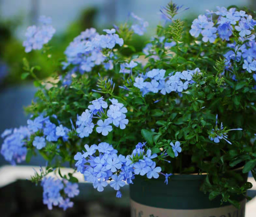 蓝雪花盆栽大苗带花苞四季开花阳台庭院花卉耐热花园爬藤植物花苗