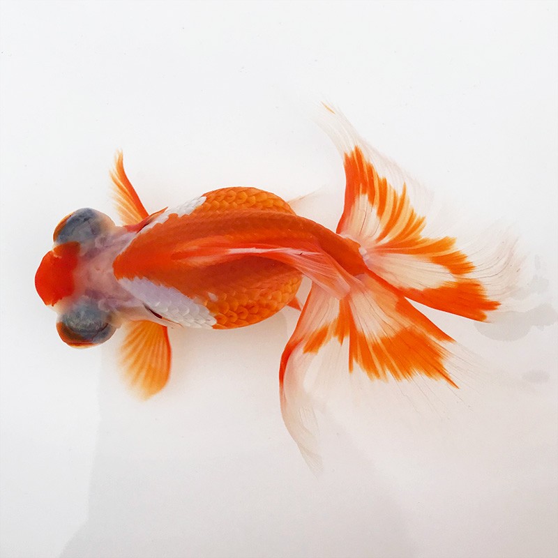 好养耐活的冷水观赏金鱼活体适合新手养殖