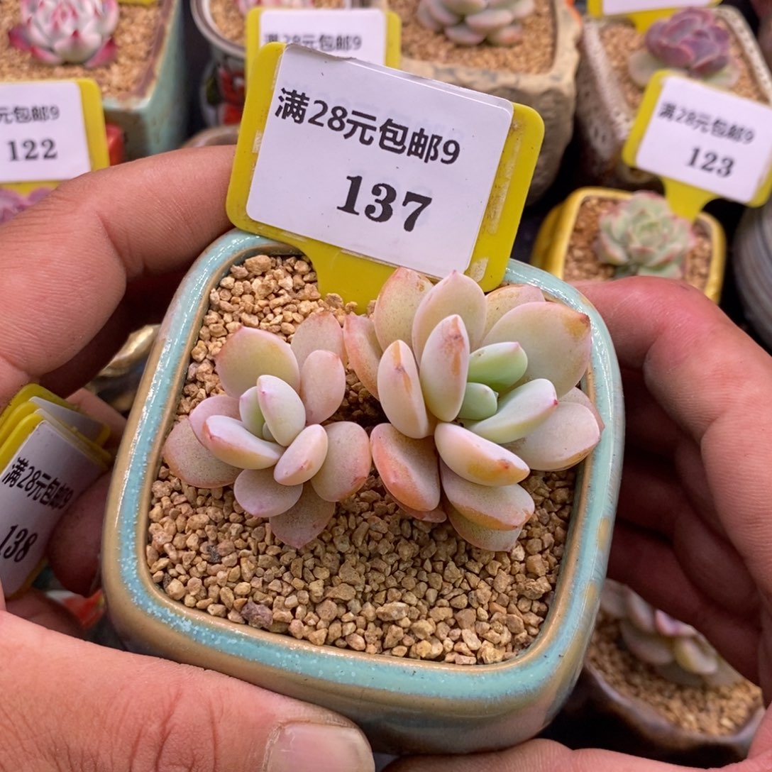 9137丸叶趴地双奶茶多肉植物