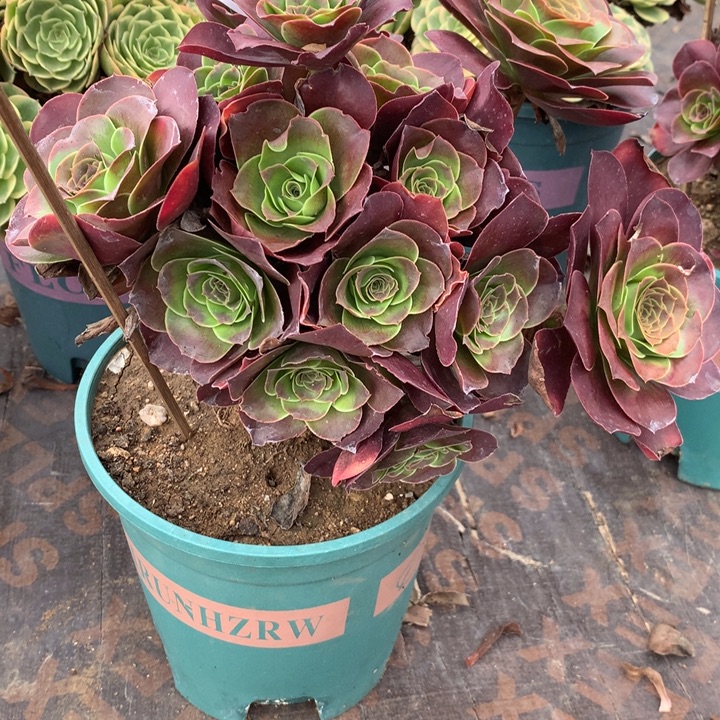339玫瑰多肉植物特价