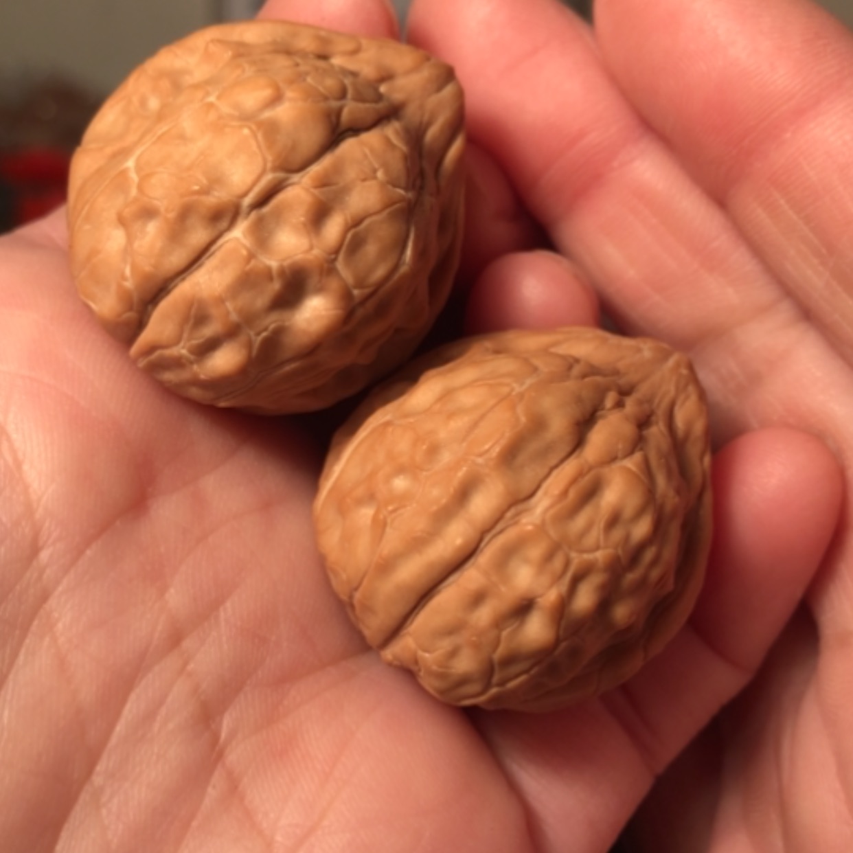【闪购商品】文玩核桃把件龟甲纹31
