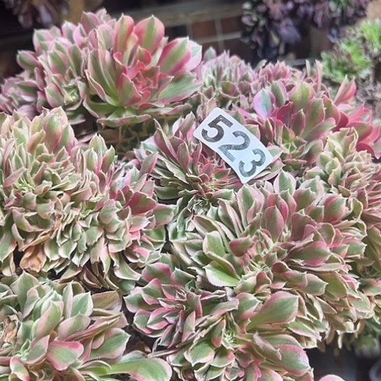 杨***姐多肉植物一个女巫523