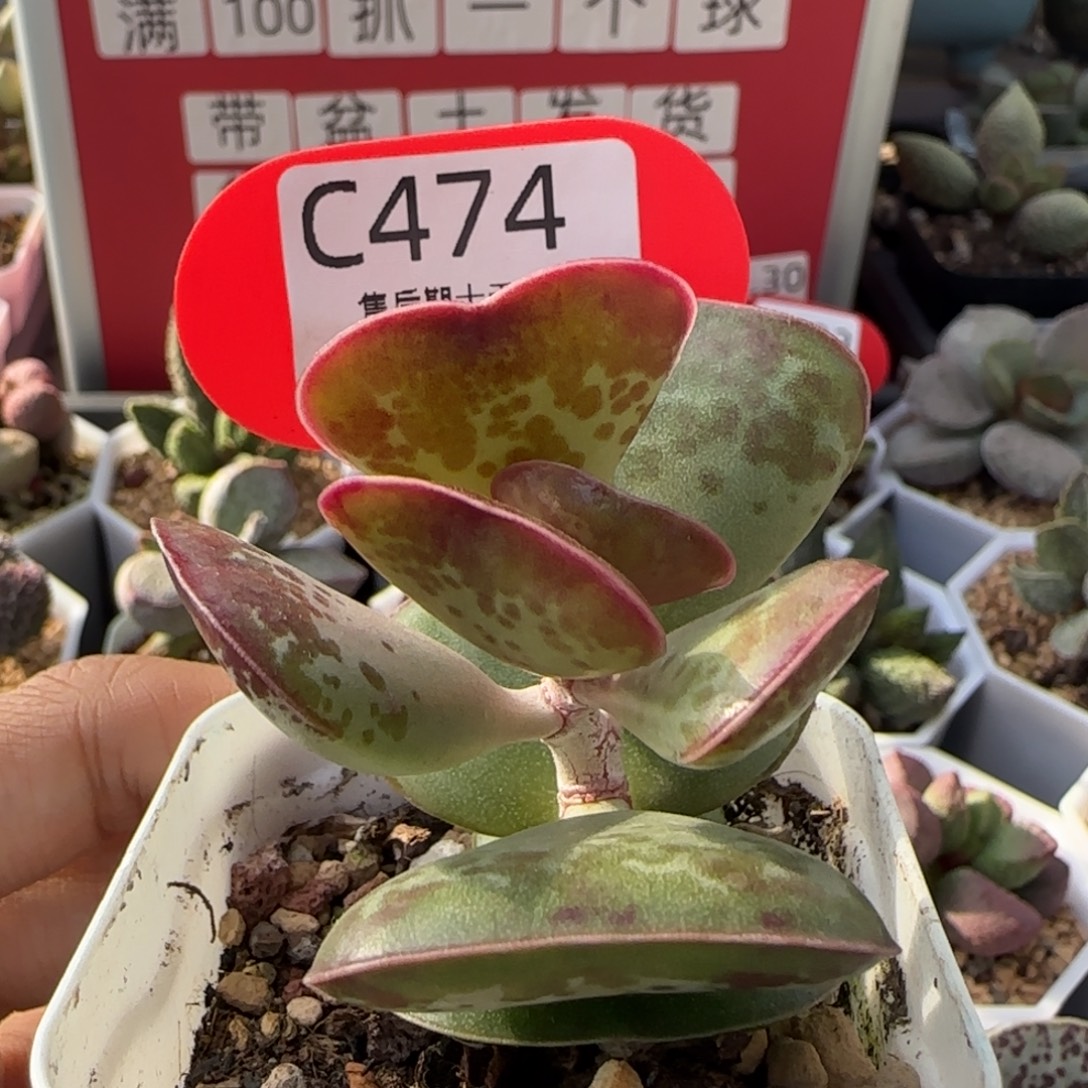 非常好看的水泡。   。   474。        