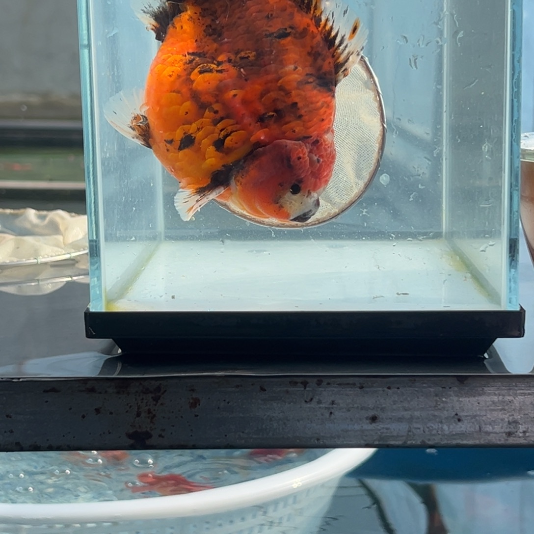 金鱼455555555566669988