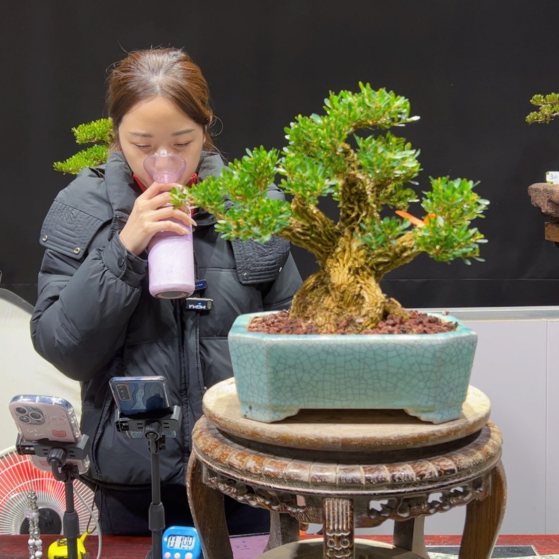 黄杨盆景老桩四季长青