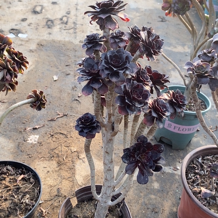 流***年黑豆91多肉植物法师法师法师