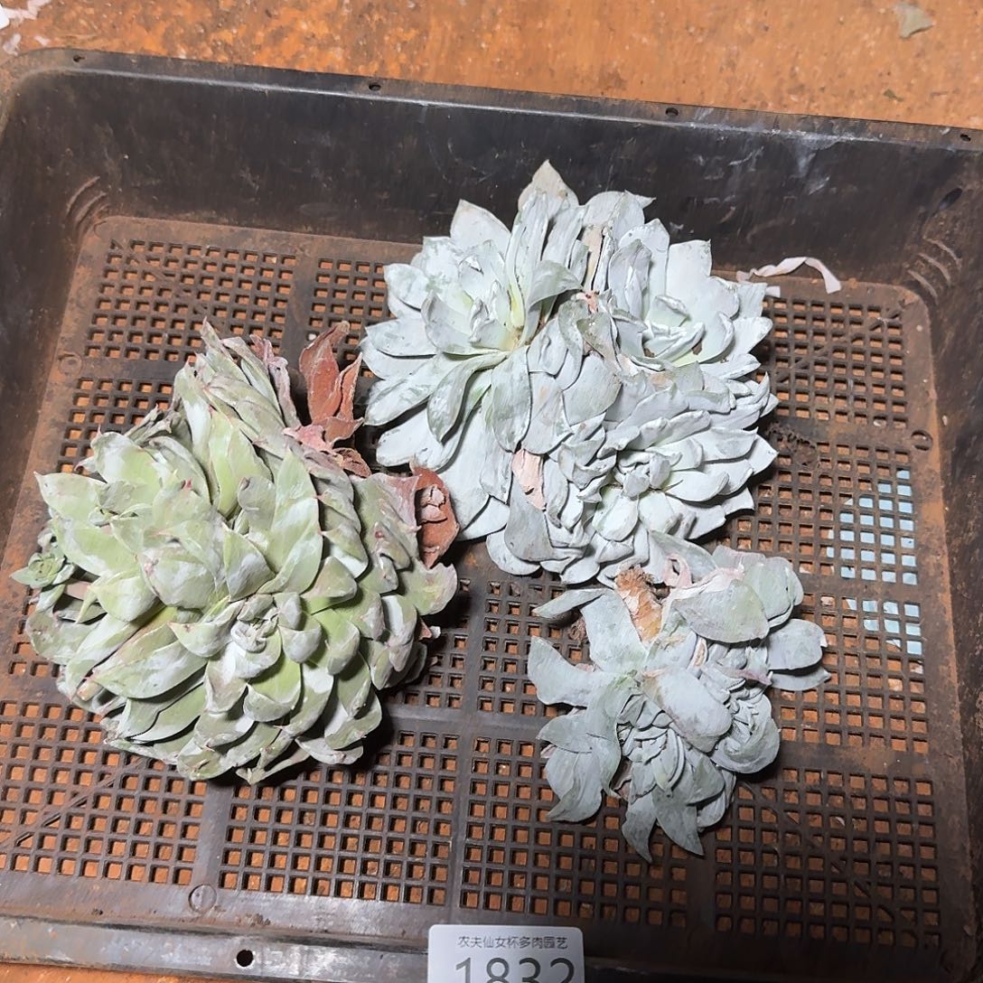 3代杂交仙女杯多肉福利瑕疵处理