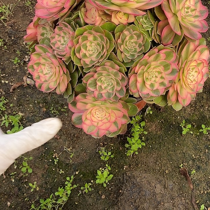 多肉植物荔枝997多肉