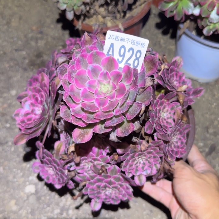 红铜白……不包断枝……多肉植物