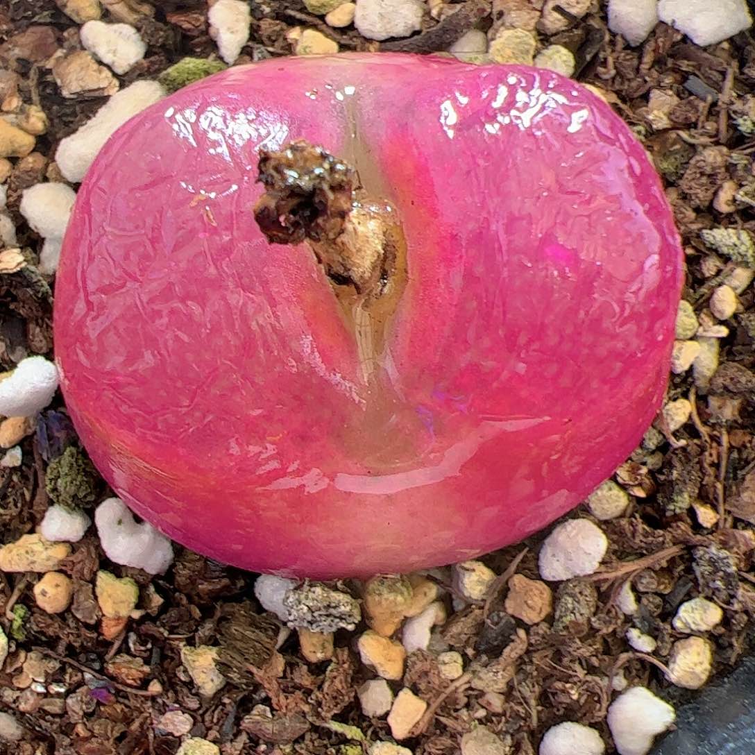 【闪购商品】205 带盆