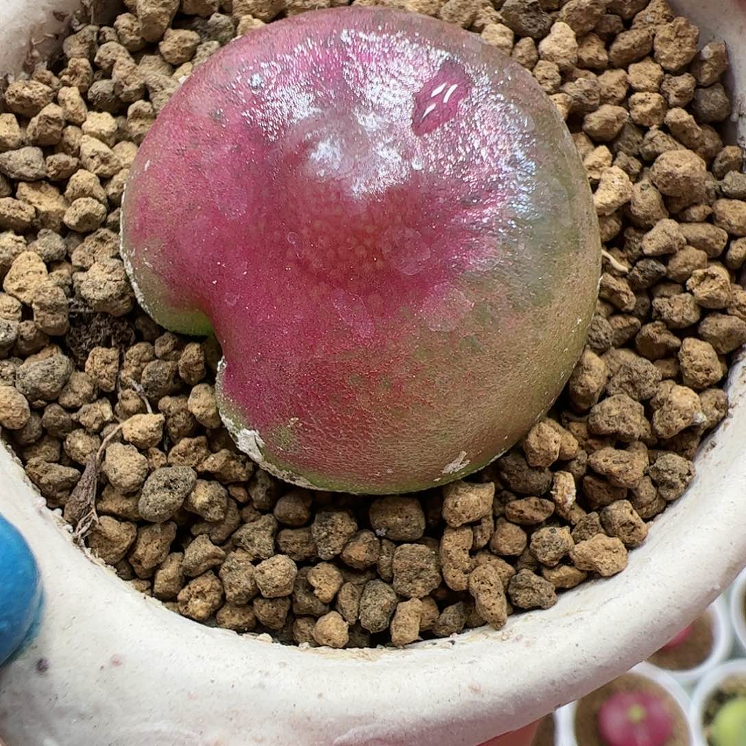 【闪购商品】86 缀化灯泡 脱土