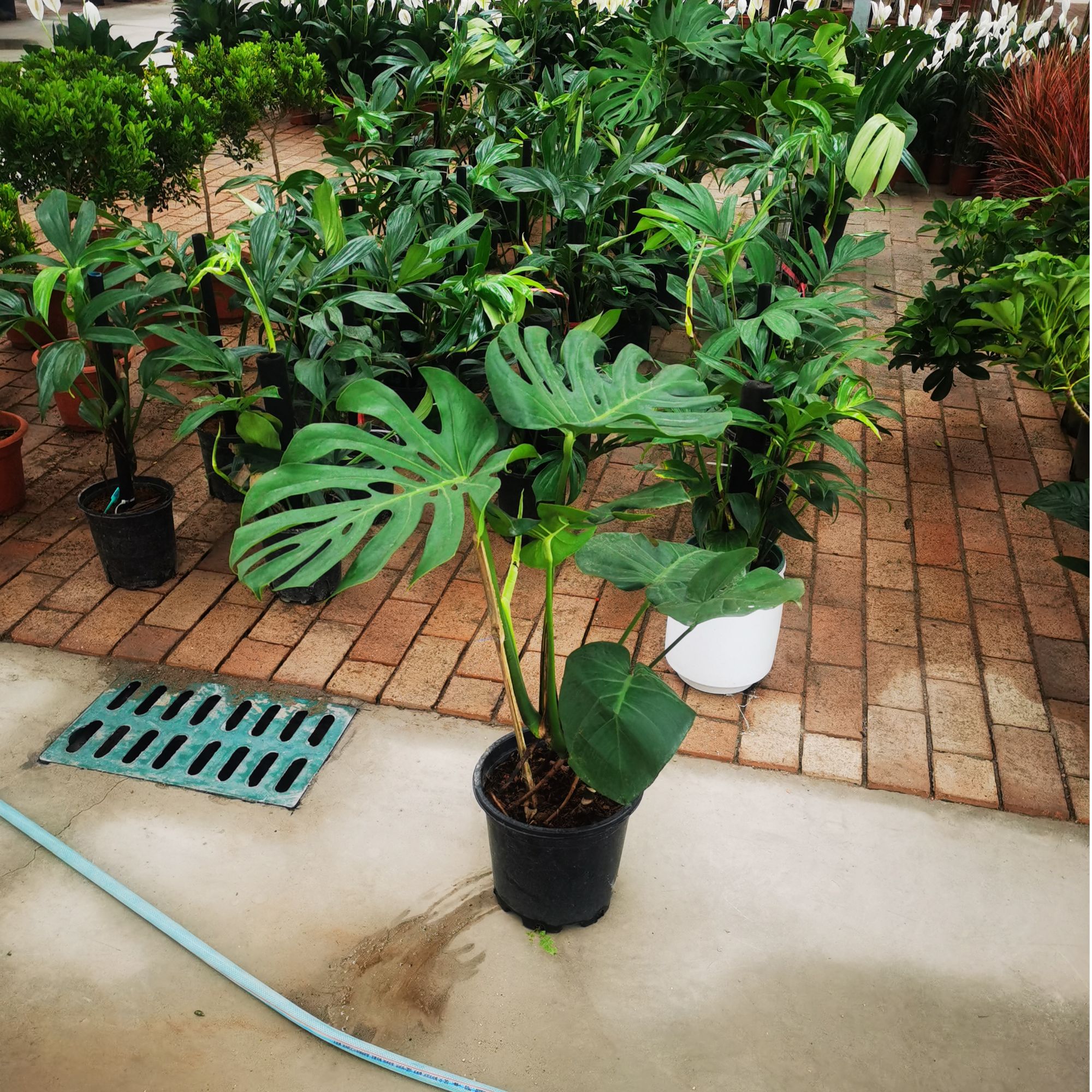 太原市专属链接龟背竹植物好看的龟背竹