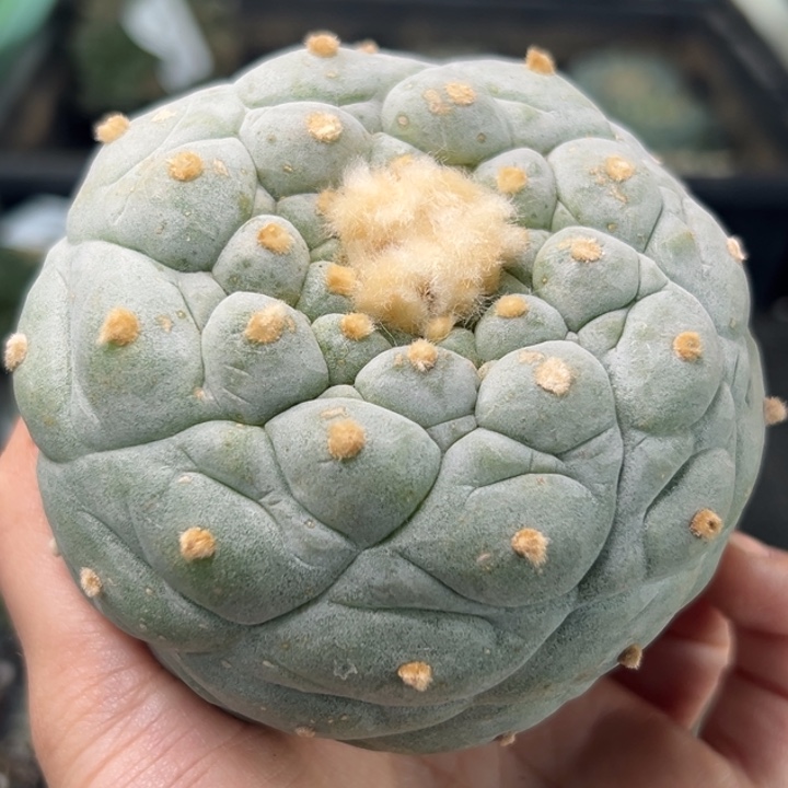 195可帮发根可发货