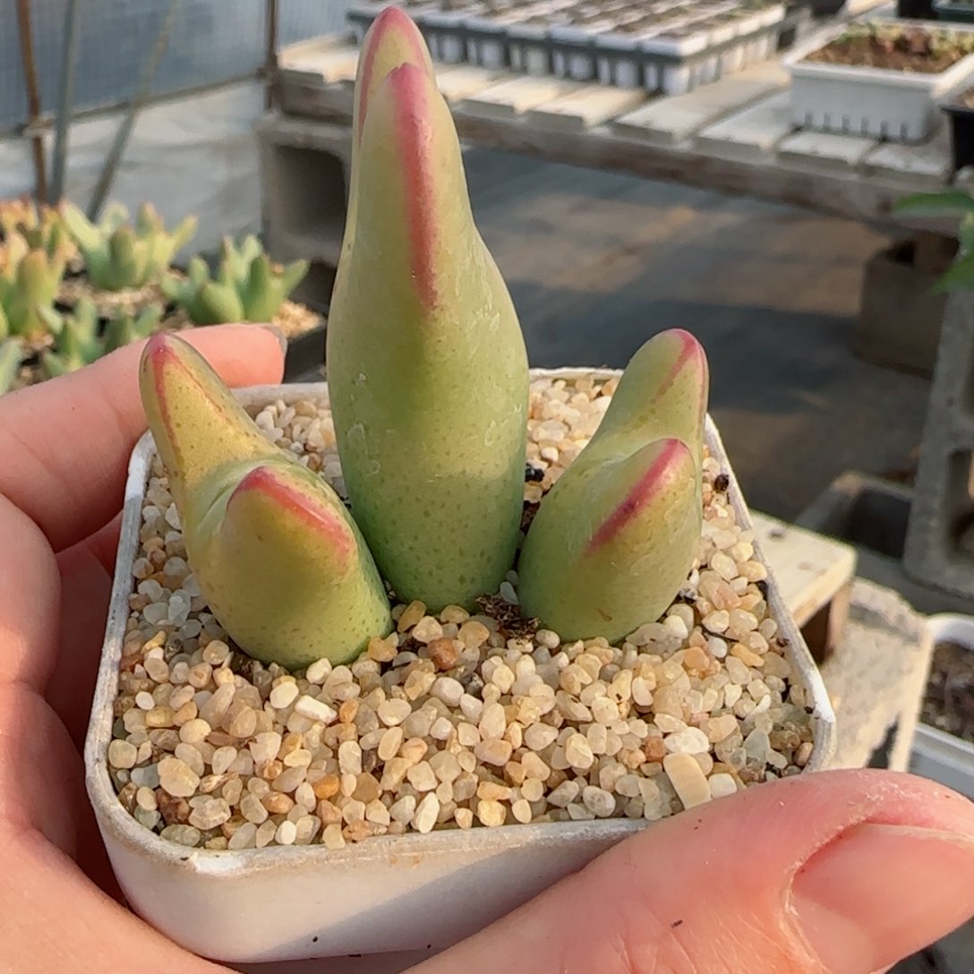 精品多肉大大大将38号