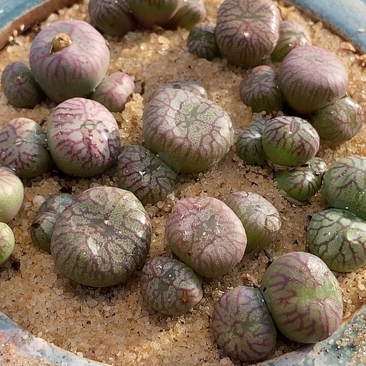 14532送奶工杂交一颗