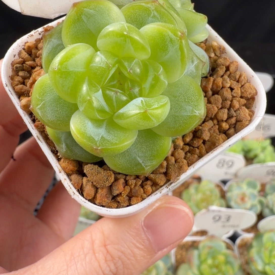 珍妮双头孤品97号