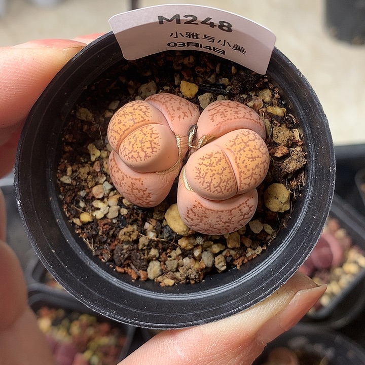 M248多肉植物保护研究所