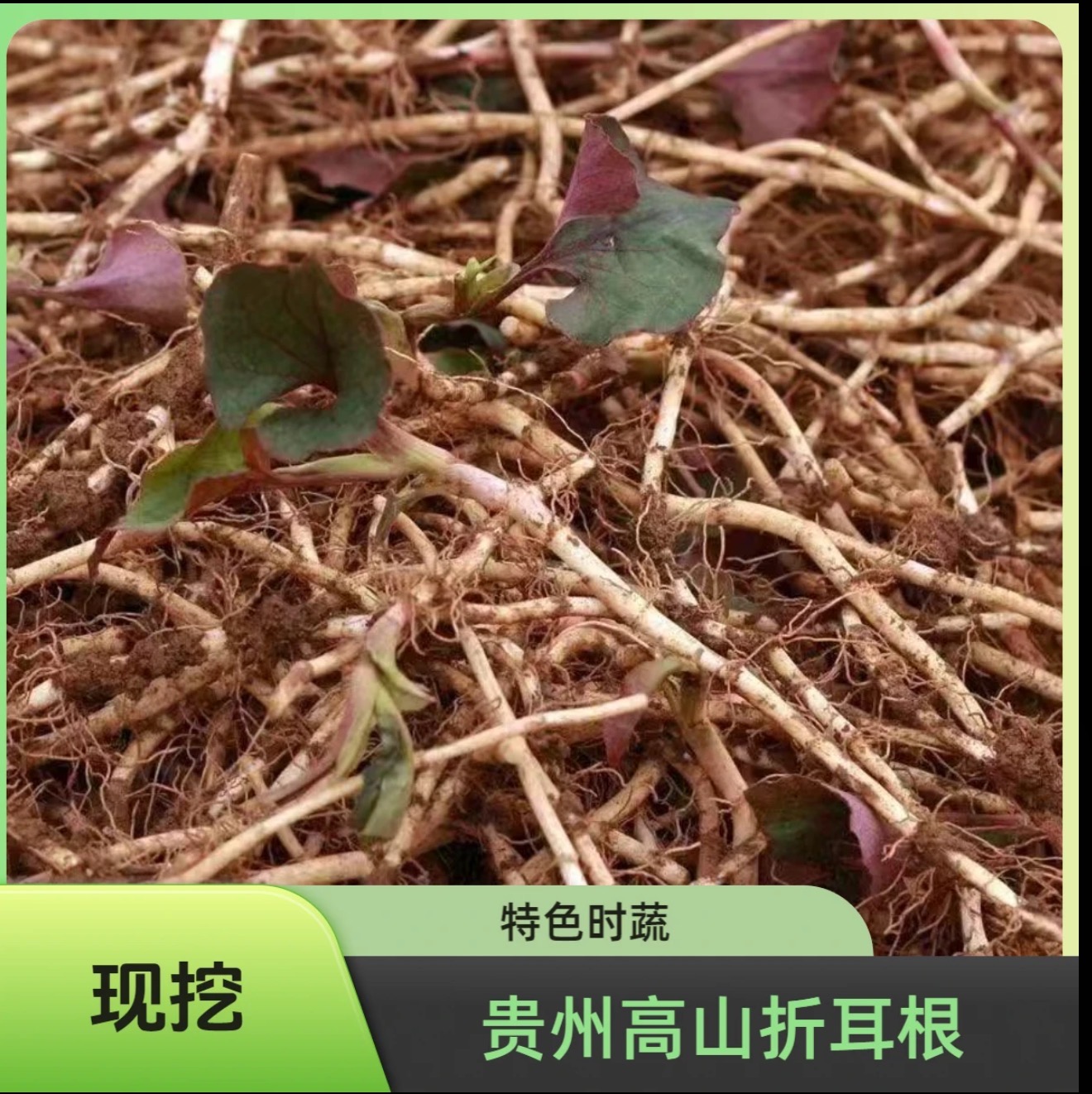 贵州特产折耳根新鲜现挖现发鱼腥草凉拌佳品当季野菜