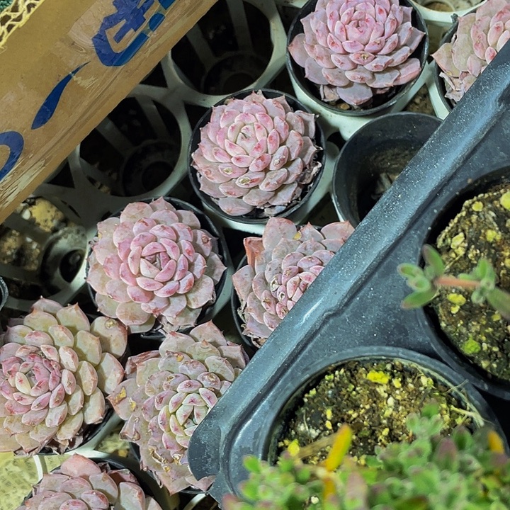 恩宠1.5带盆土发货