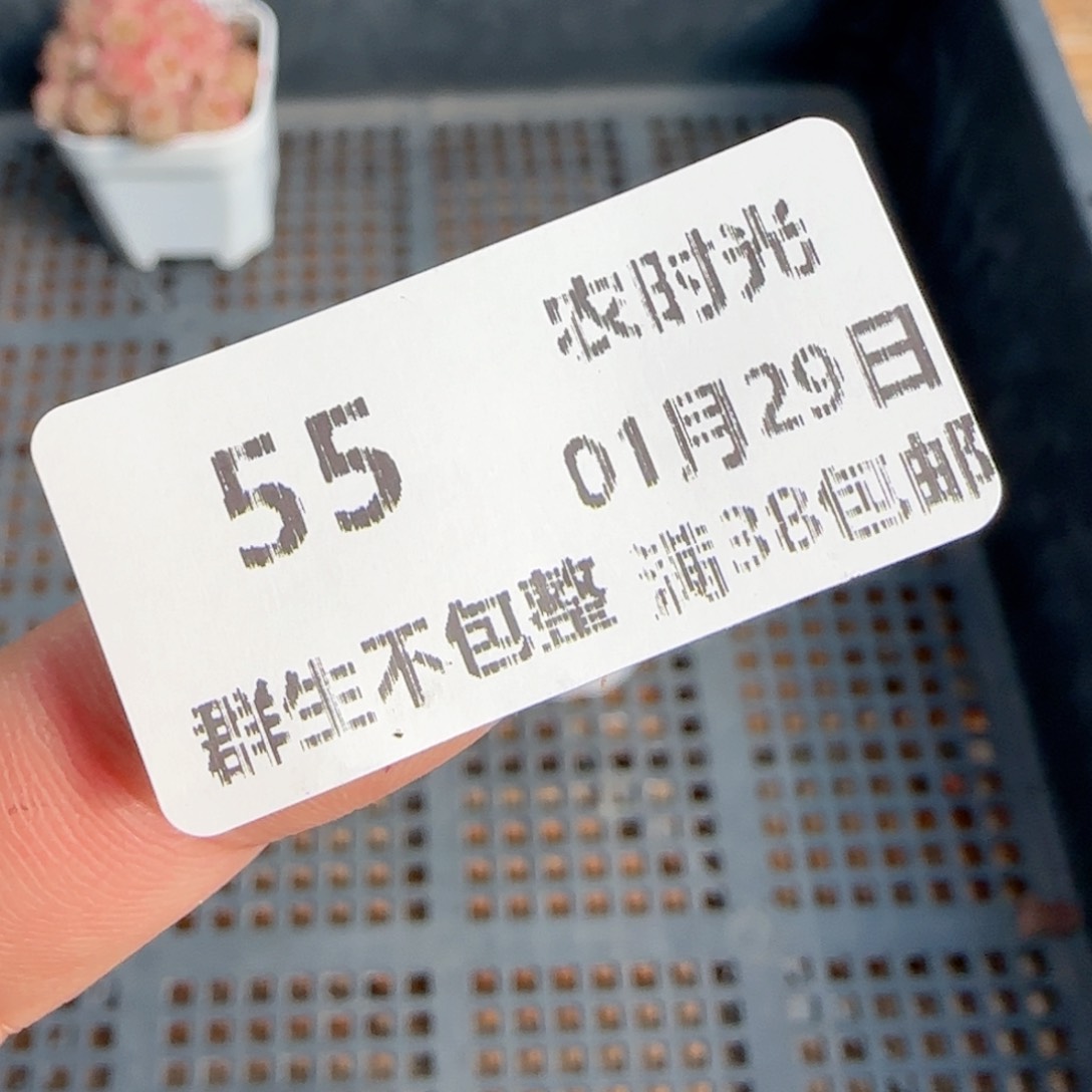 【闪购商品】0129-55麦杆专拍