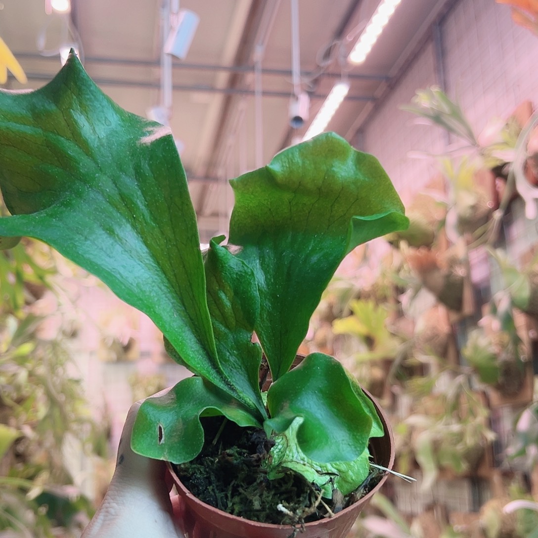 无花朵深绿龙a6。  