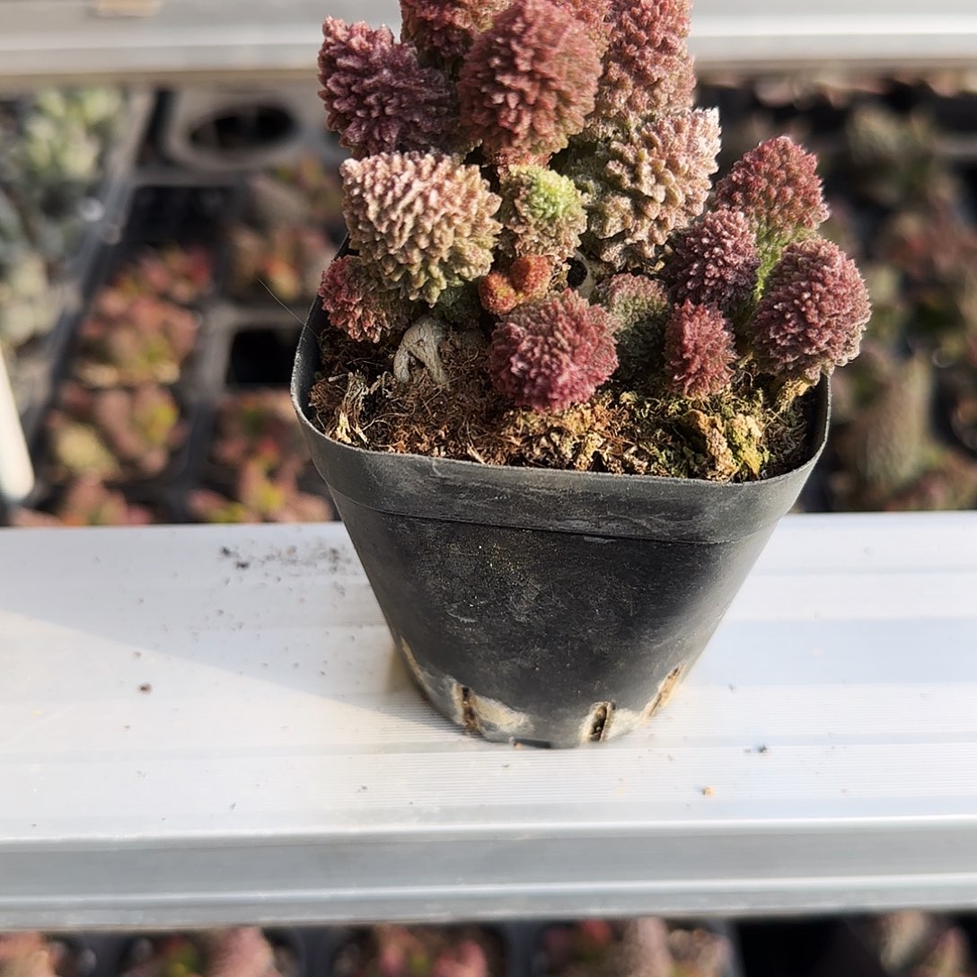 主义玉的人是不可能