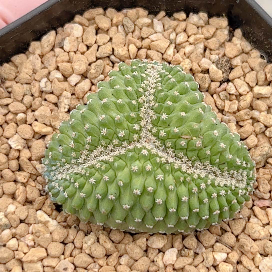 实生菊水缀化仙人球