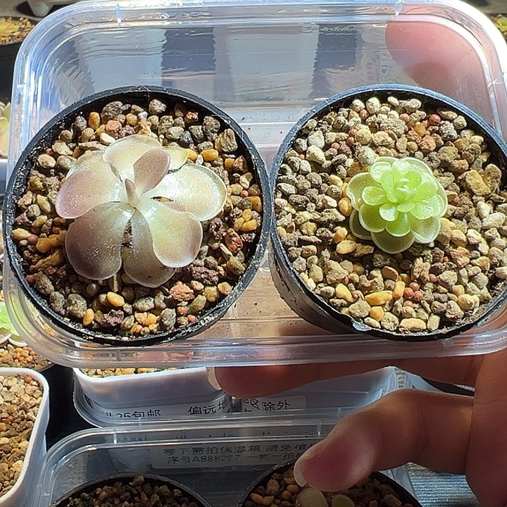 无花朵捕虫堇脱土发爱丝赛提88148