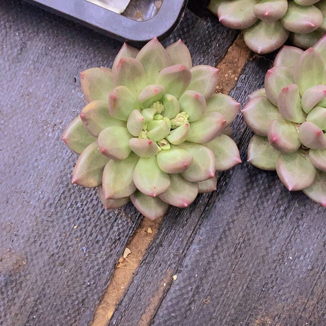 桃***魇多肉植物多肉植物