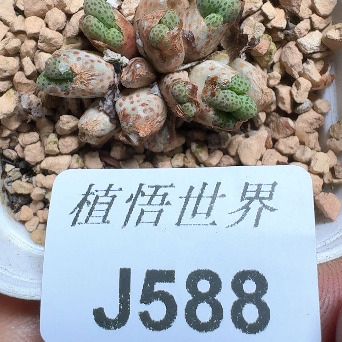 588号多肉植物c g