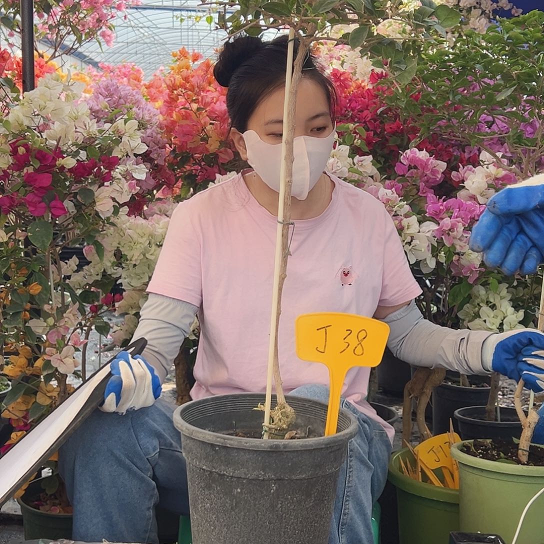 开***心大部分花苞少量开放J38米罗