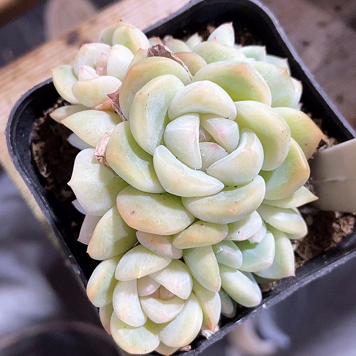 多肉植物厚梦1019