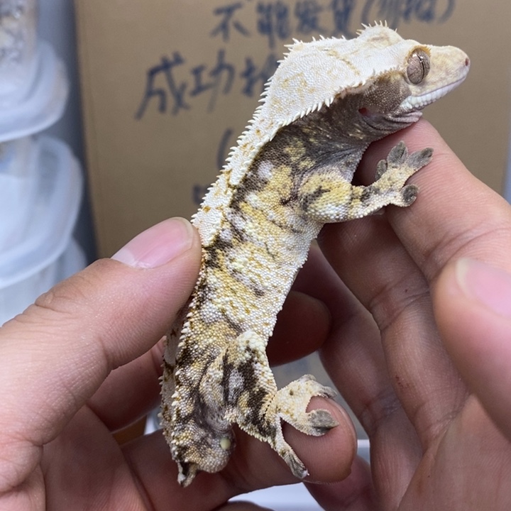 睫角守宫12.3三十九