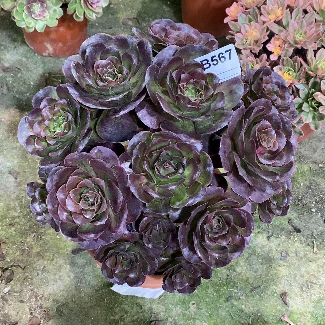 布****谁魅金玫瑰多肉567