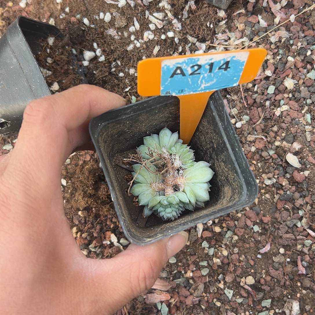 熊***丸多肉植物一物一拍