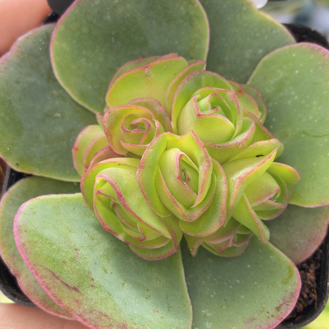 浣纱玫瑰新年福利58