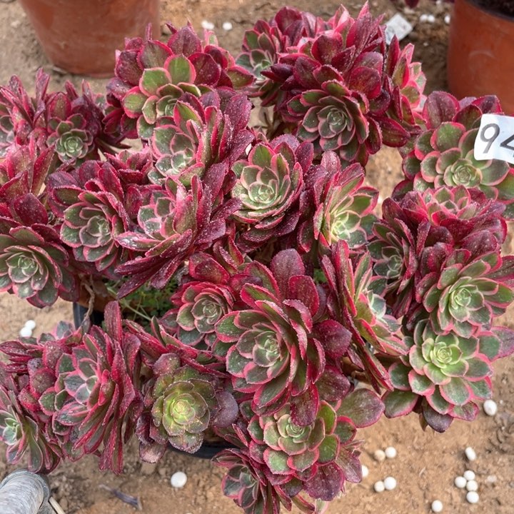 949多肉植物粉花妖有砍