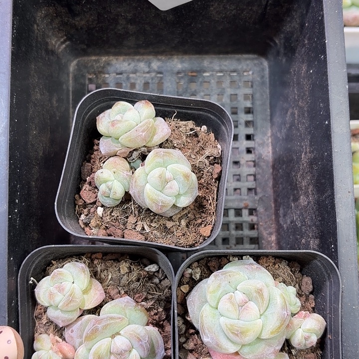 79 号到手1框江北多肉