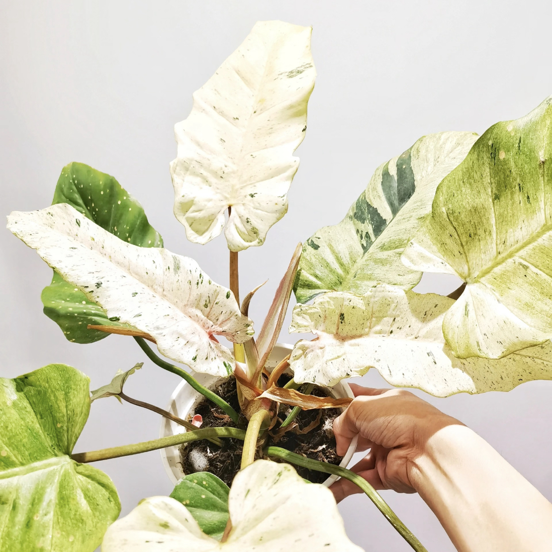 雪堆蔓绿绒室内阳台网红好养观叶客厅绿植盆栽新款植物