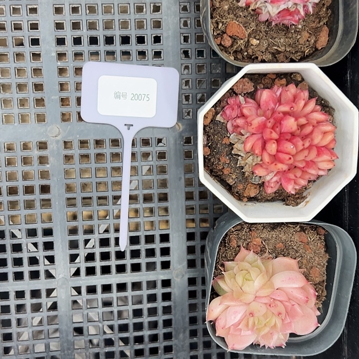 葡***猫20075号框。  福利多多